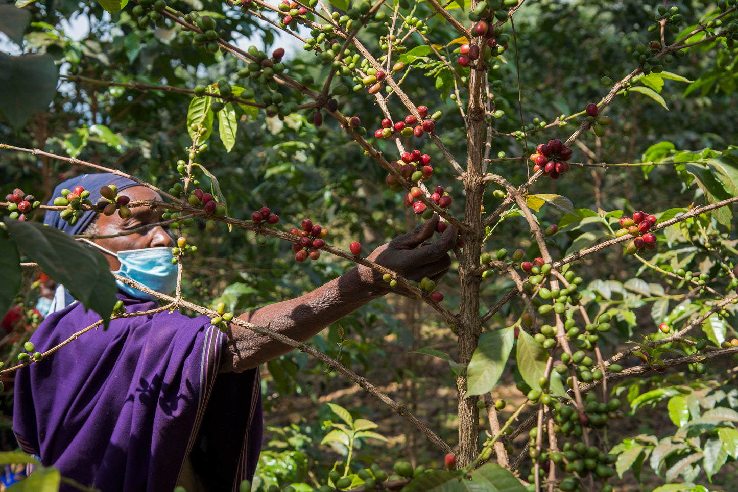 Coffee from Rwanda - Gakenke - 100% Arabica - Organic, Fair Trade