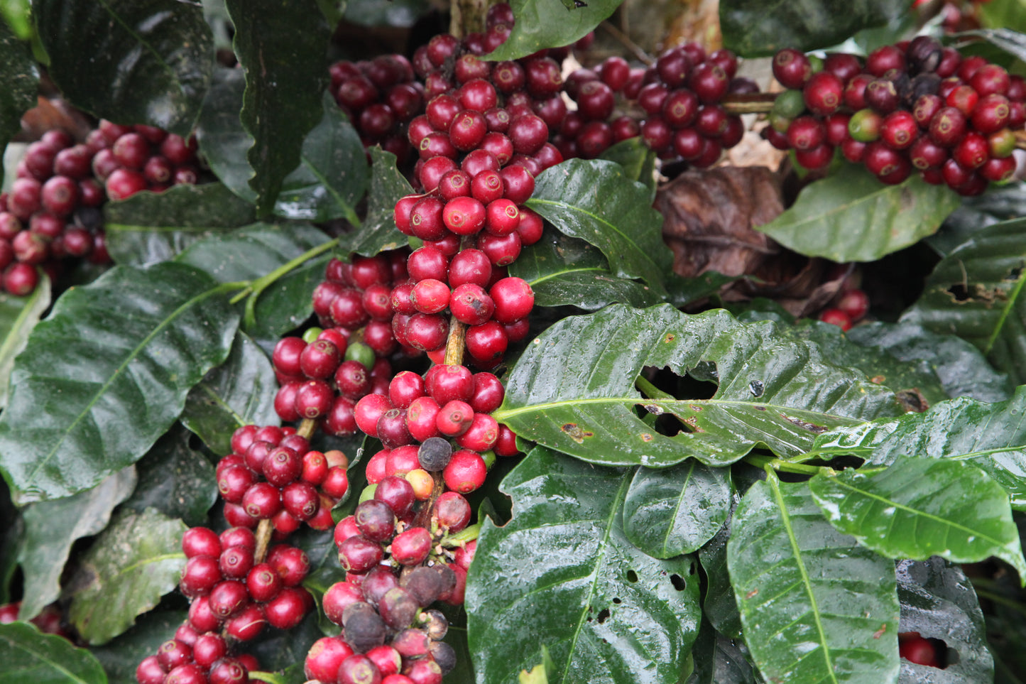 Coffee from Nicaragua - Toston - Nueva Segovia - 100% Arabica - Note SCA 82-84