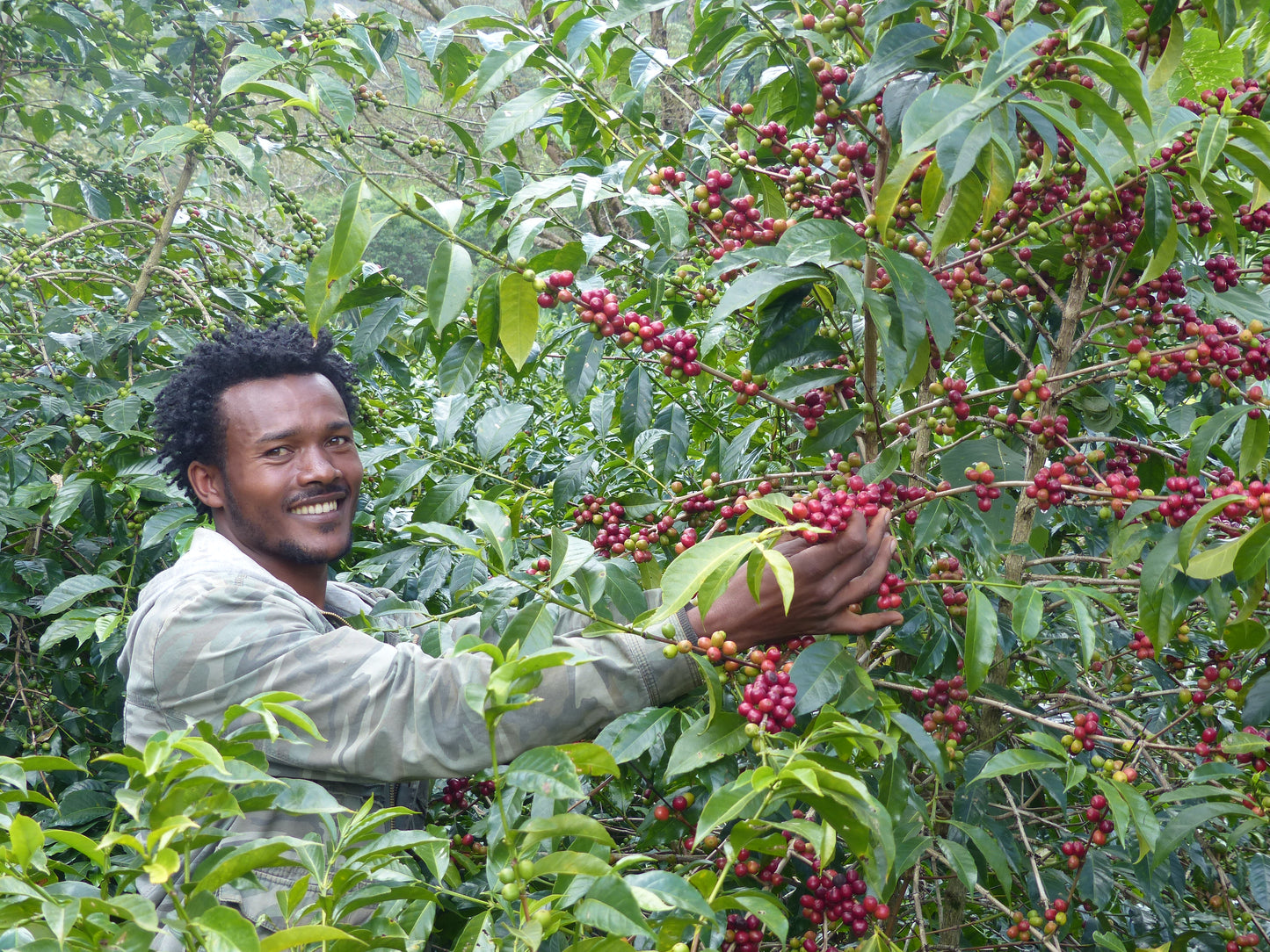 Ethiopian coffee - Yirgacheffe - Resiti Gedeo - 100% Arabica - Note SCA 86-88